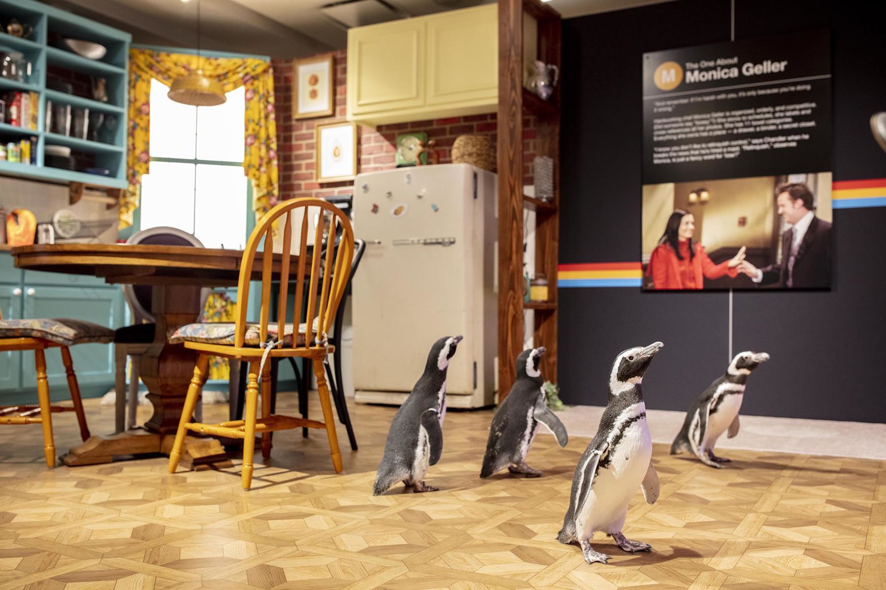 Penguin 'Friends'